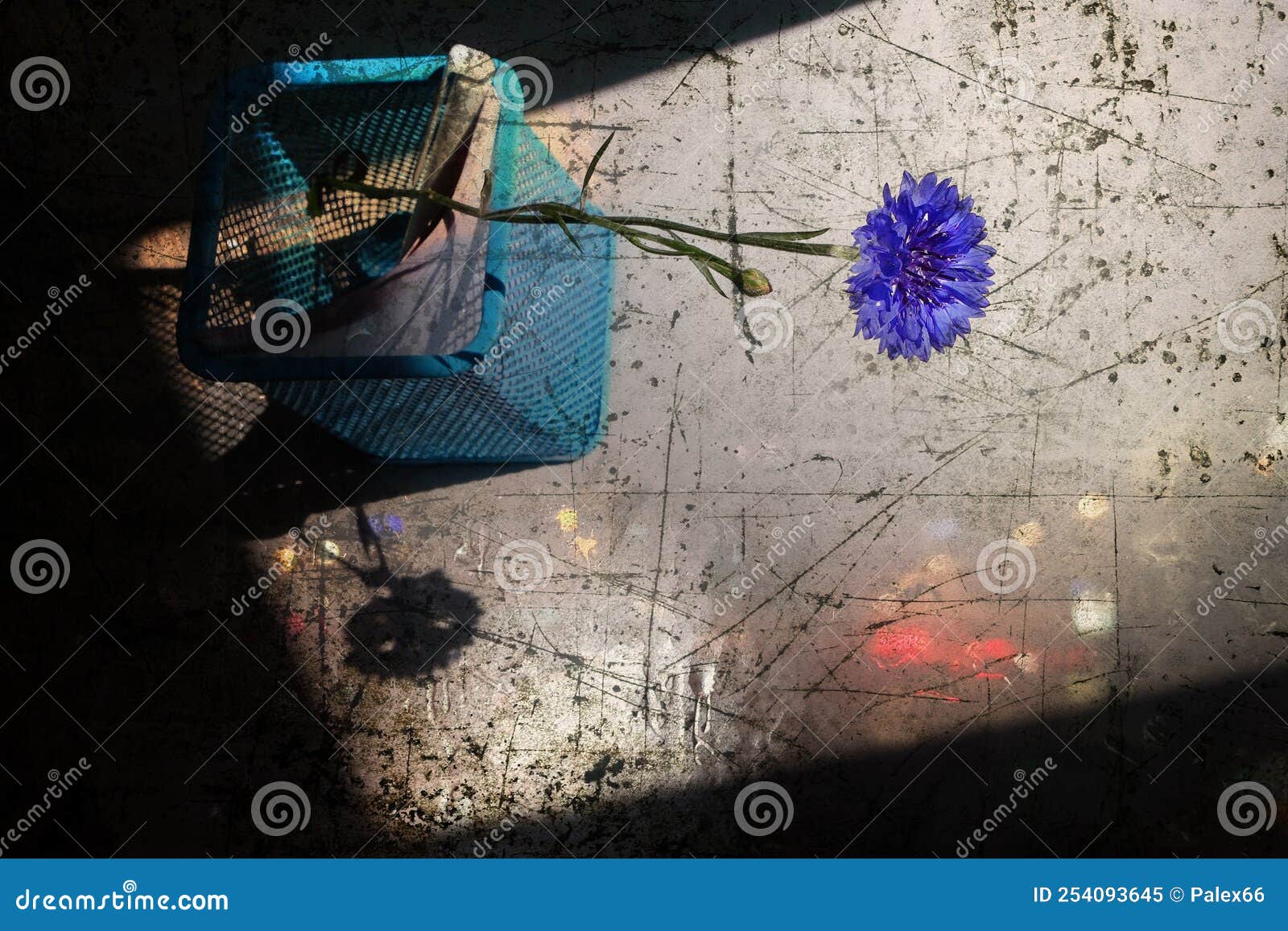 blue ÃÂ¡ornflower in the box with memo notes paper on the work desk